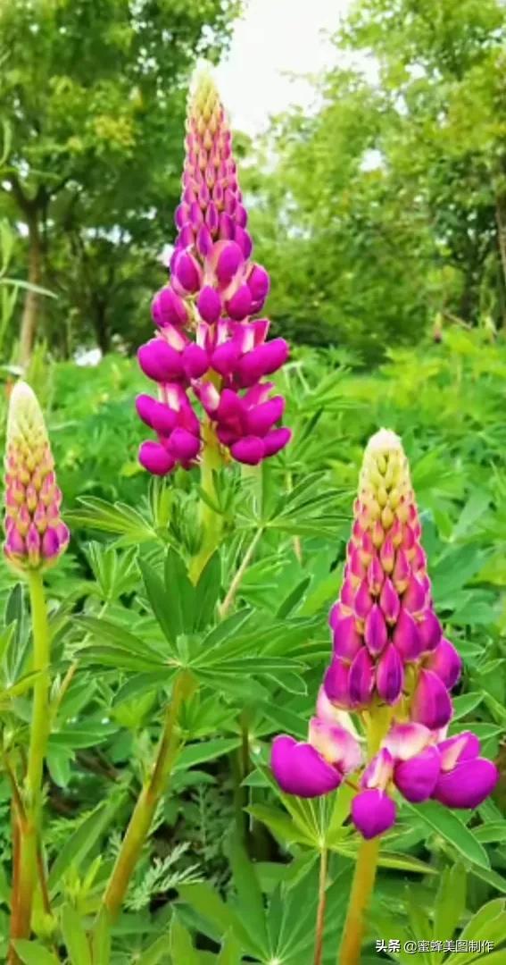 鲜花，因盛开而芬芳，因走过而醉人