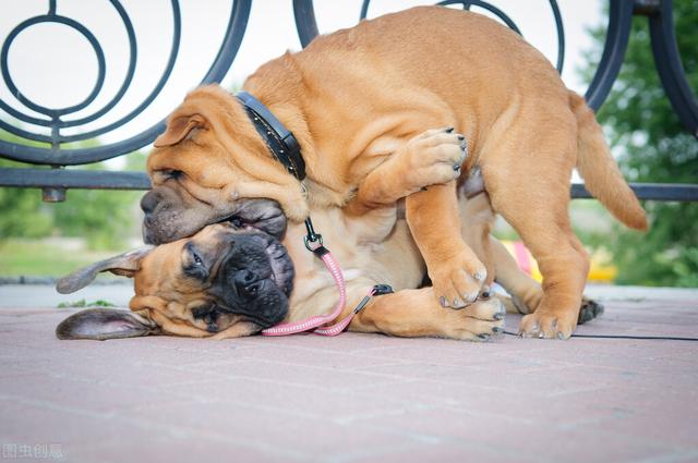 广州禁养犬种