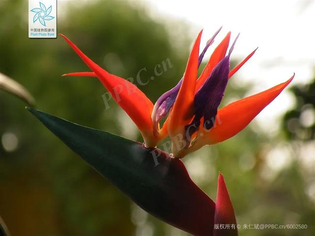 天堂鸟花语
