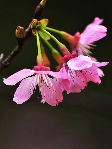 桜花