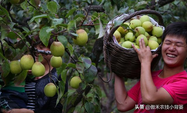 植物生长调节剂＝激素？其功能作用、药害症状及补救方法有哪些？