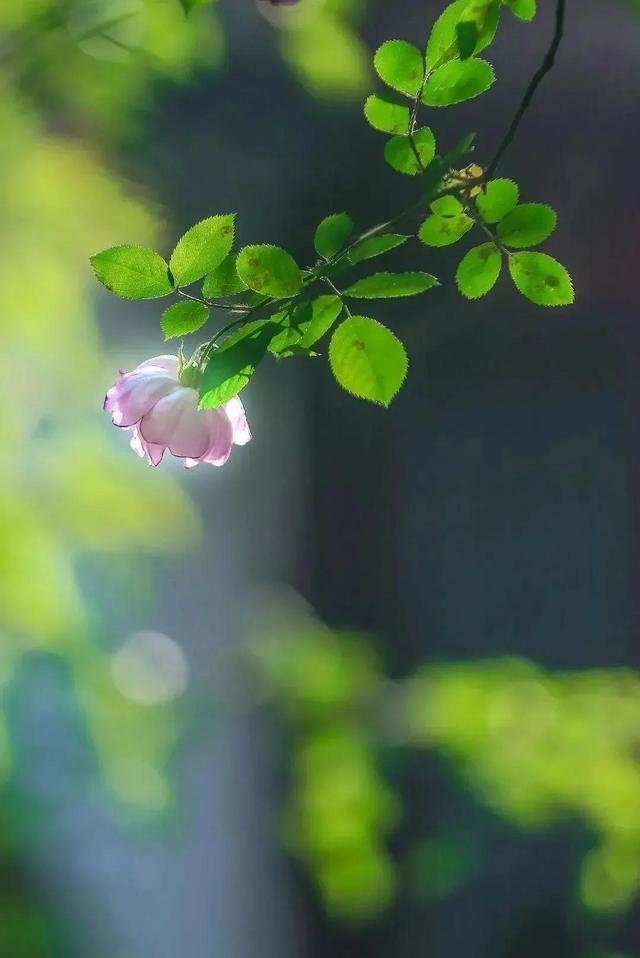 散文：春色从来不负人，姹紫嫣红开遍，芬芳馥郁成诗