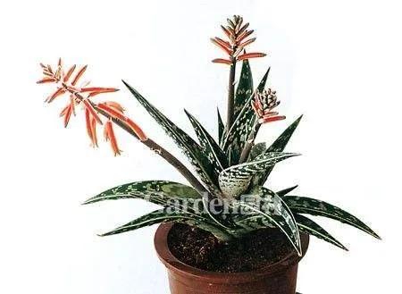 翠花掌 翠花掌（翠花掌种类图片大全） 生活