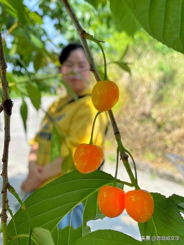 樱桃红了，梦里天天是节日