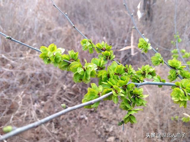 进入3月后，这8种“树上鲜”记得要尝尝，不辜负春天好时光