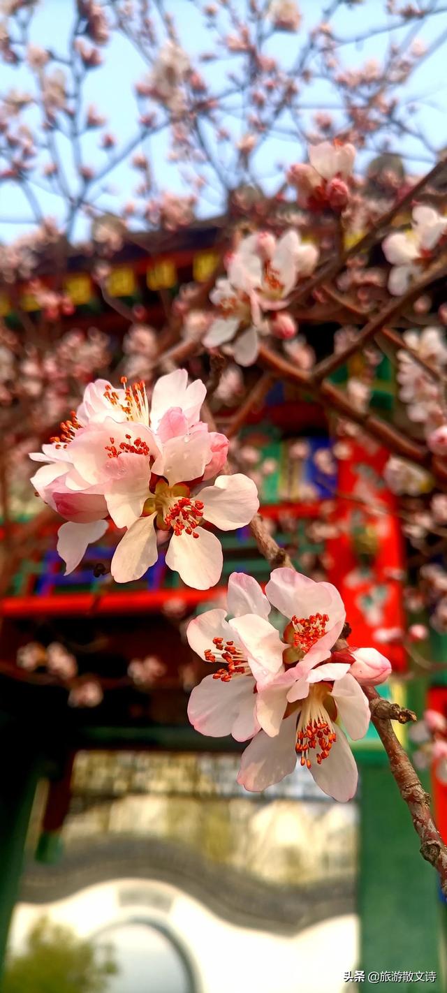 花开杨柳青