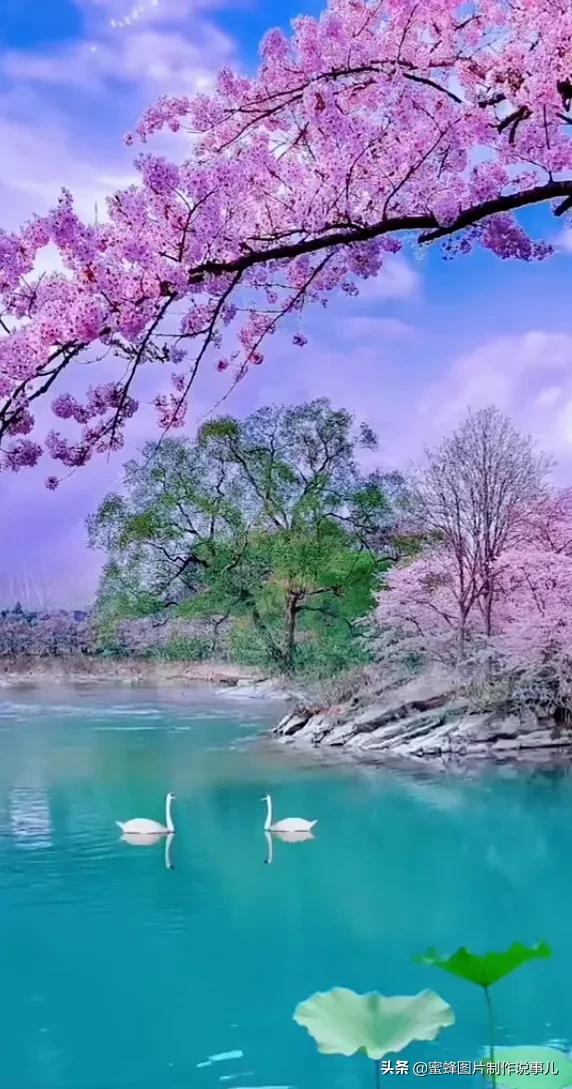 岁月，就是一场花开，花开时鲜艳夺目，芬芳浓郁，蝴蝶也随之而来
