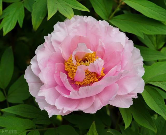 寿客,金英,黄华,秋菊陶菊,日精,女华,延年黄花,秋菊,龄草,延年九花,女