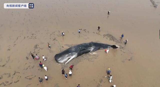 2022-04-19 救援人员为搁浅抹香鲸泼水降温