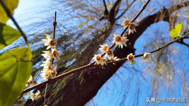 未等冬寒至 梅已報春香——北京中山公園臘梅提前綻放 盡顯芬芳