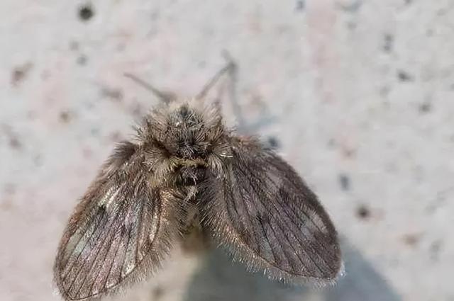 白蝴蝶有毒吗 白蝴蝶有毒吗(白蝴蝶植物有毒吗) 大数据