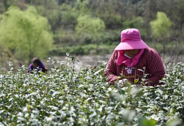 满园飘香！巢湖首批春茶全面开采