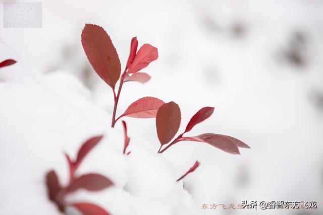 牛年大年初一祝福语