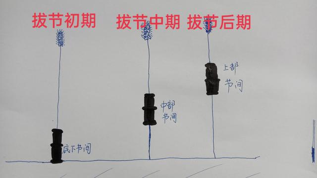 特别注意！小麦拔节阶段，控旺时期不正确，后期小麦更容易倒伏4