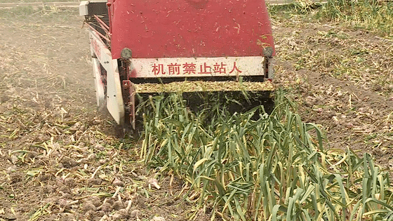一台机器收大蒜顶60个人？70岁蒜农玩起高科技，机械化条件已成熟