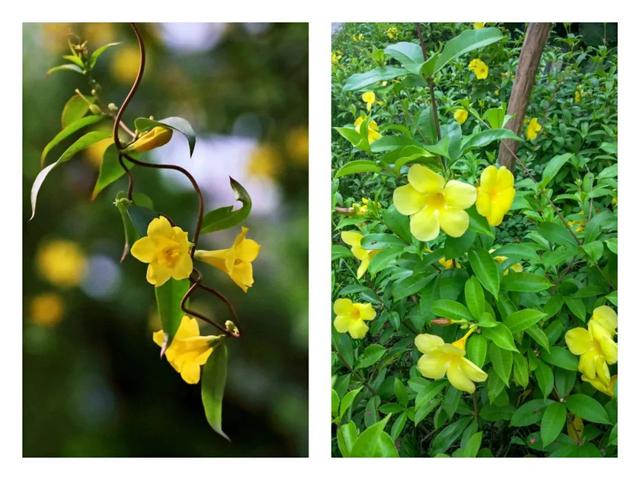 黄蝉花 植物界的不花心 好男人 真的不花心吗 花名册no 新闻时间