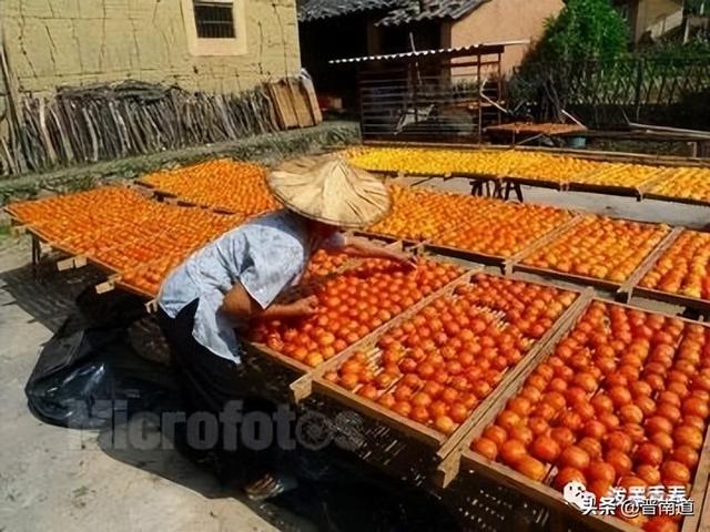 故乡的柿子树
