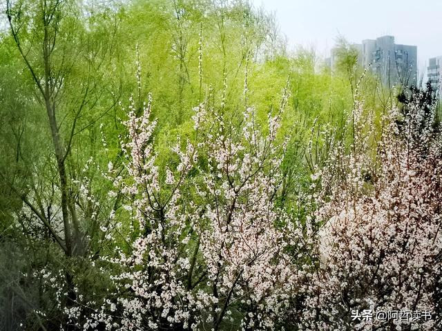 花香习习，垂柳依依，一花一世界，一树一菩提，淡妆浓抹总相宜