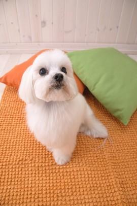 狗狗总是爱骨折是什么原因其实解决方法很简单 新闻时间