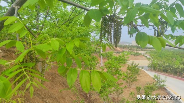 春归时，我把春天收藏