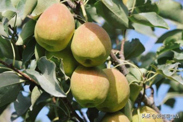 明日大雪，这6种冬季水果要常吃，顺应时节应季而食，健康过寒冬