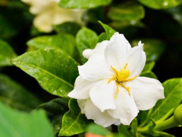 栀子花开代表什么意思