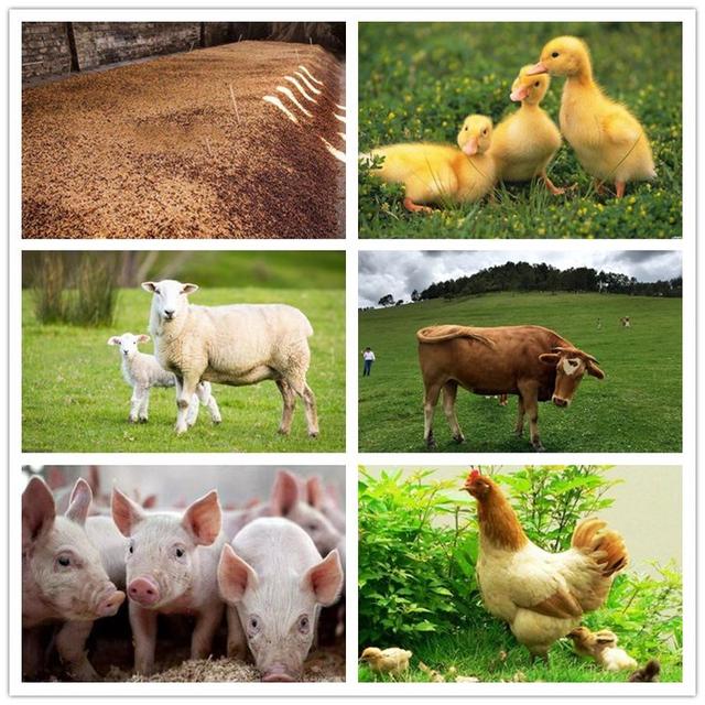 河南履带式破碎机