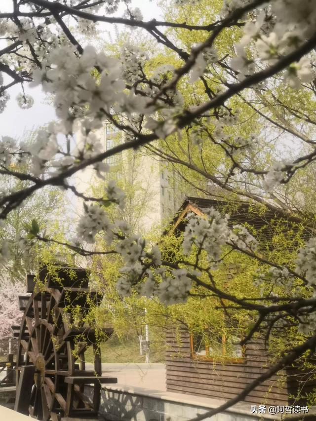 花香习习，垂柳依依，一花一世界，一树一菩提，淡妆浓抹总相宜