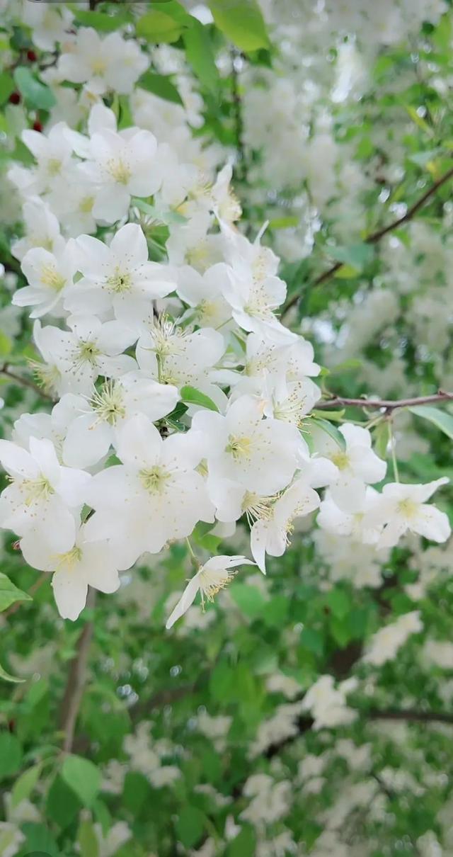 白海棠花如雪