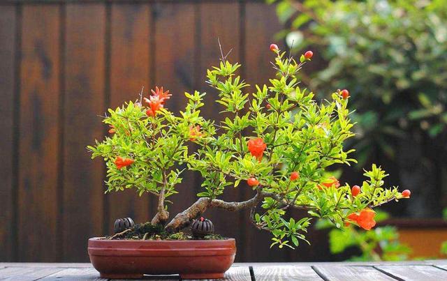 5月花 5月花  5月花开的唯美句子 生活