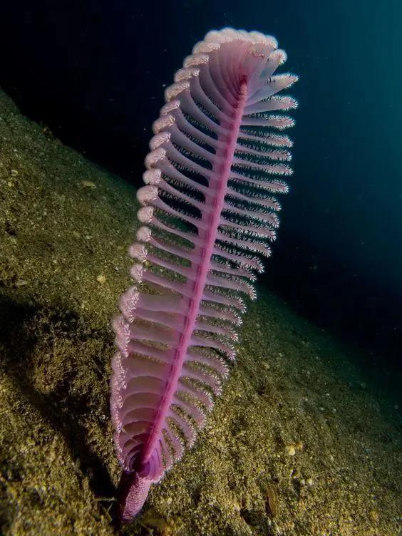 海洋生物图片