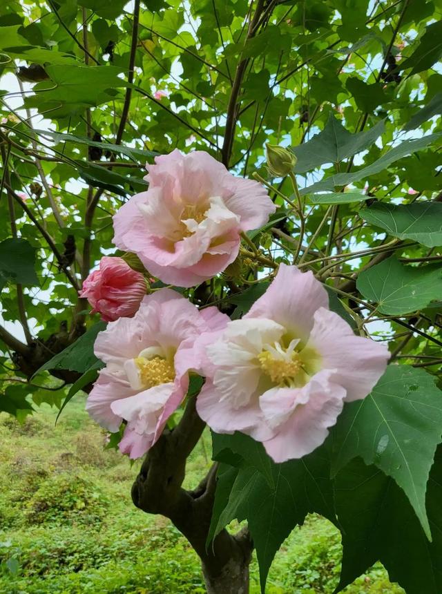 芙蓉花花语