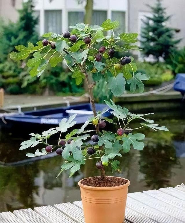 家养果树盆栽，防治病虫害很关键，5种好养的果树，一起来看看2