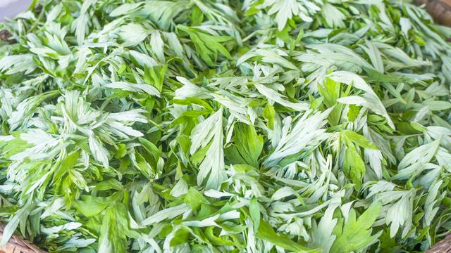 农村俗语“清明吃一草，百岁不显老”，啥意思？1草是啥？涨知识