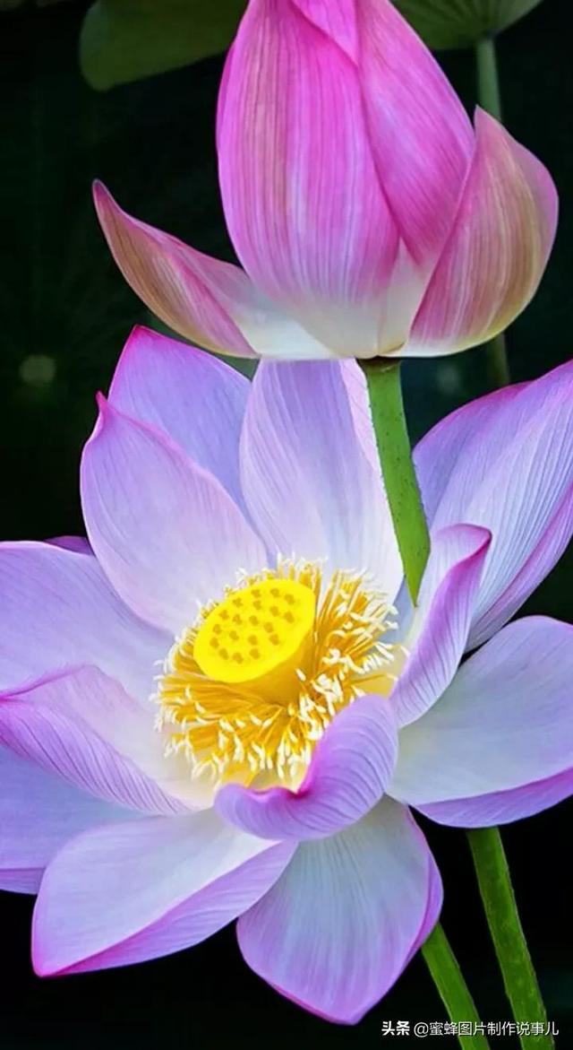 岁月，就是一场花开，花开时鲜艳夺目，芬芳浓郁，蝴蝶也随之而来