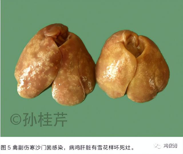 鸡皮肤是不传染