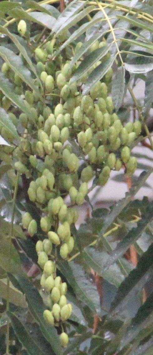 香椿籽有什么用处啊(鲜香椿籽泡水喝的功效)-原创文章网