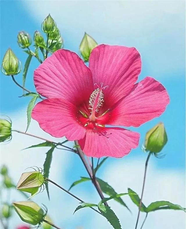 鲜花争艳，美景如画，令人心旷神怡