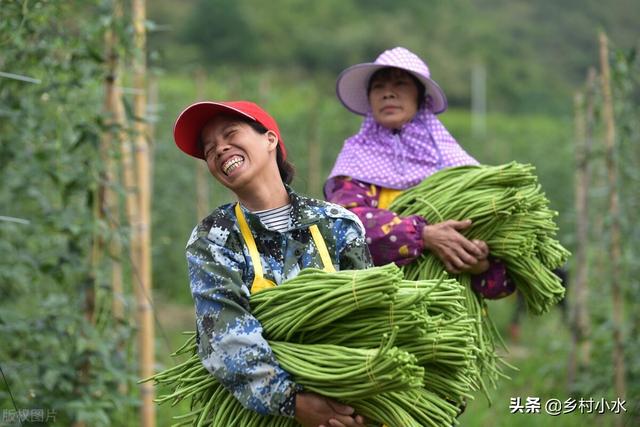 豆角喜欢什么肥料？掌握需肥规律科学施肥，豆角结荚多、产量高3