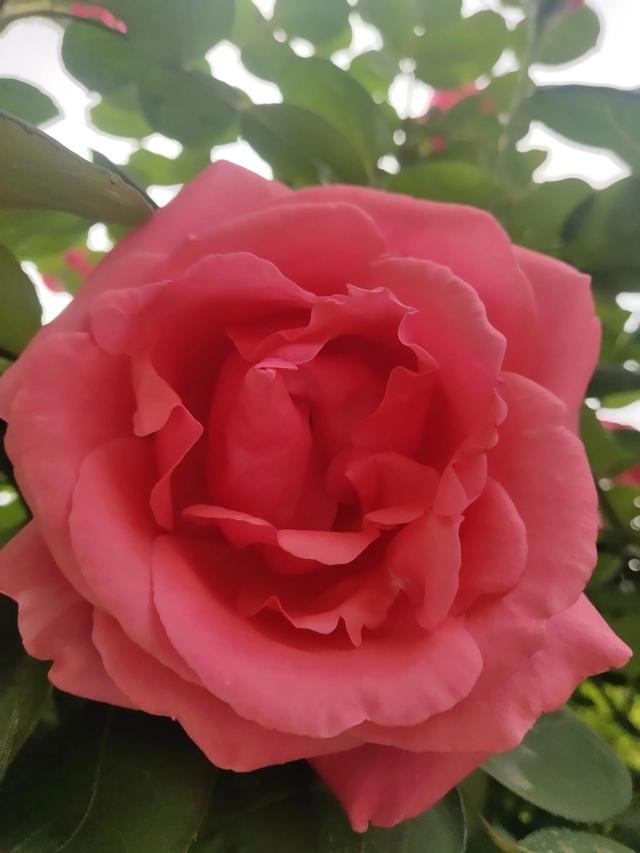 美丽的鲜花，姹紫嫣红，芬芳扑鼻，令人心情愉悦