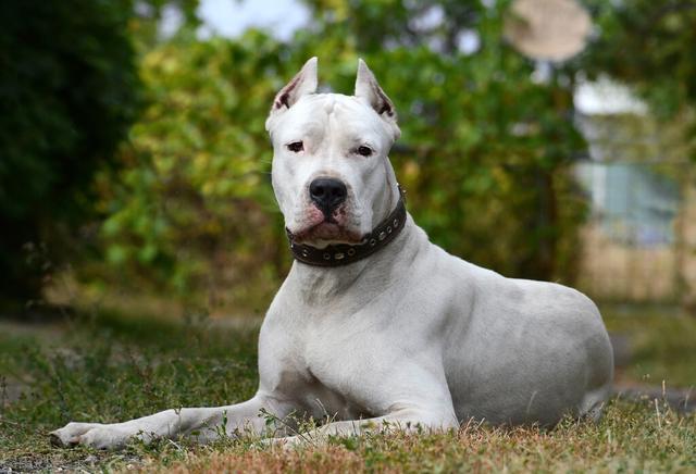 阿根廷杜高犬是一種大型白色短毛犬,皮膚上有黑色斑點,肌肉發達,身體