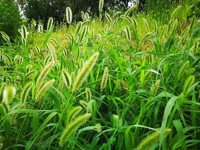 “狗尾巴草”其实是个宝，用它来煮水喝，或许能帮助解决4种问题