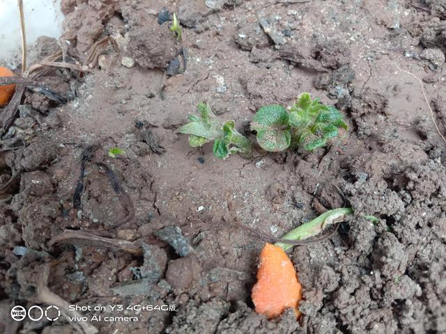 我在厂里种菜