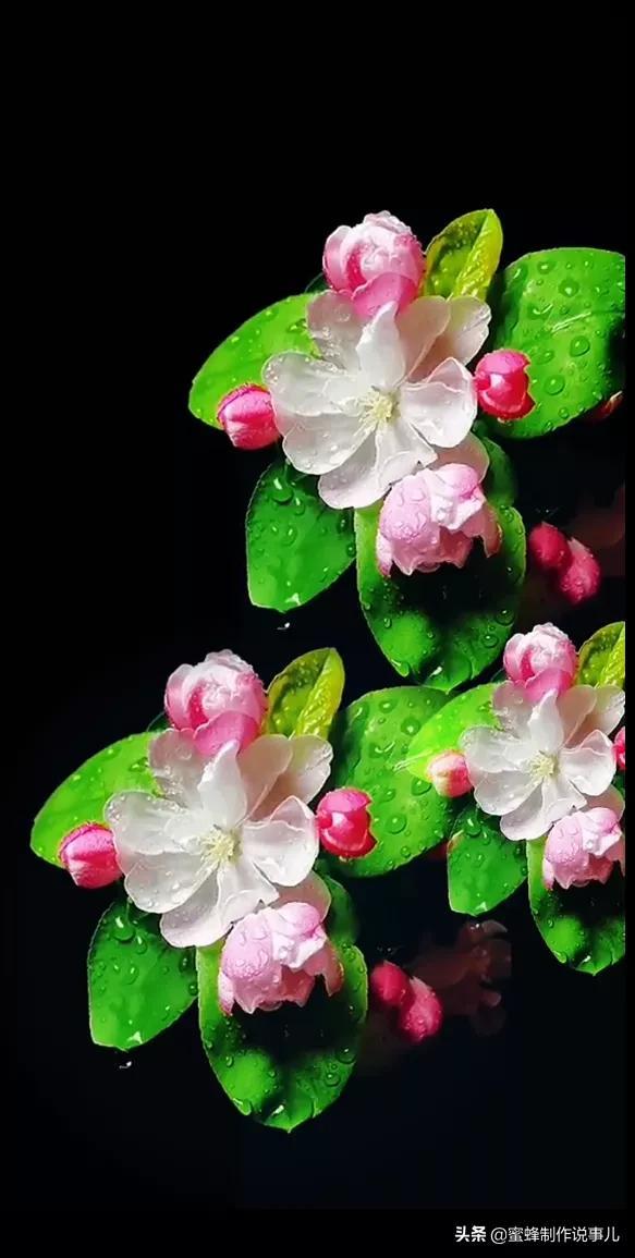 在春天等你，思念随风化作雨