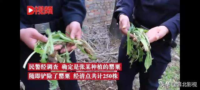 男子为尝鲜荒院内种250株罂粟苗