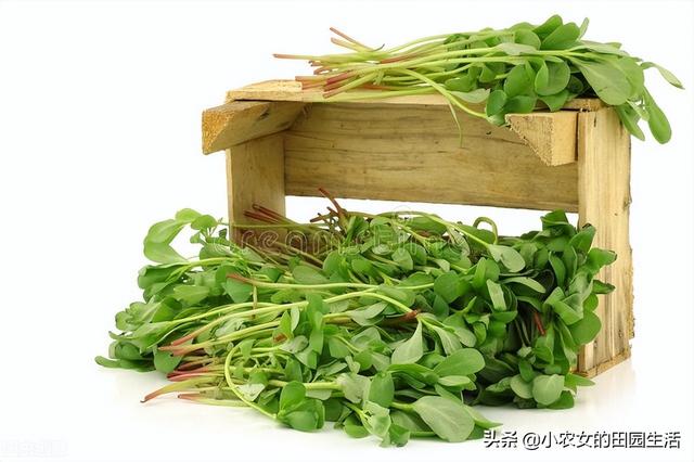 10种“神仙草”，春天采摘正当时，味道鲜美，还有益健康