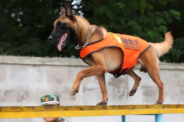 明明有生命探测仪，为何搜救犬仍必不可少？