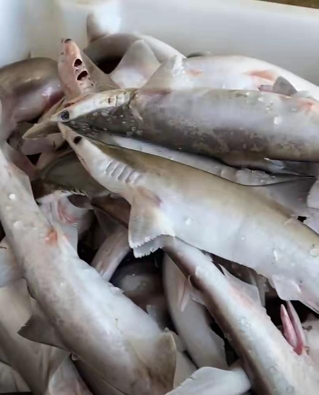 老人和小孩子食用,最后我们以17元/斤的价格成交了一条两斤重的小鲨鱼