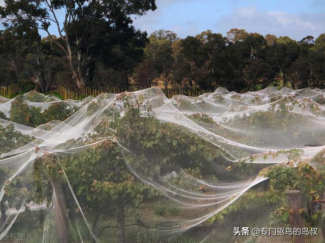 葡萄园不再用网防鸟-智能激光驱鸟器之十一2