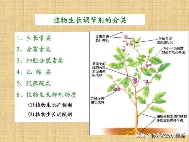 哪几种情况容易造成作物发生植物生长调节剂药害？注意这7点2